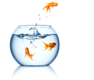 More Than A Resume career-launch services and programs